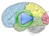 Human Brain Video